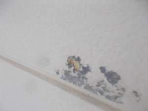DSCN5423