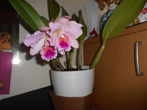 DSCN7605
